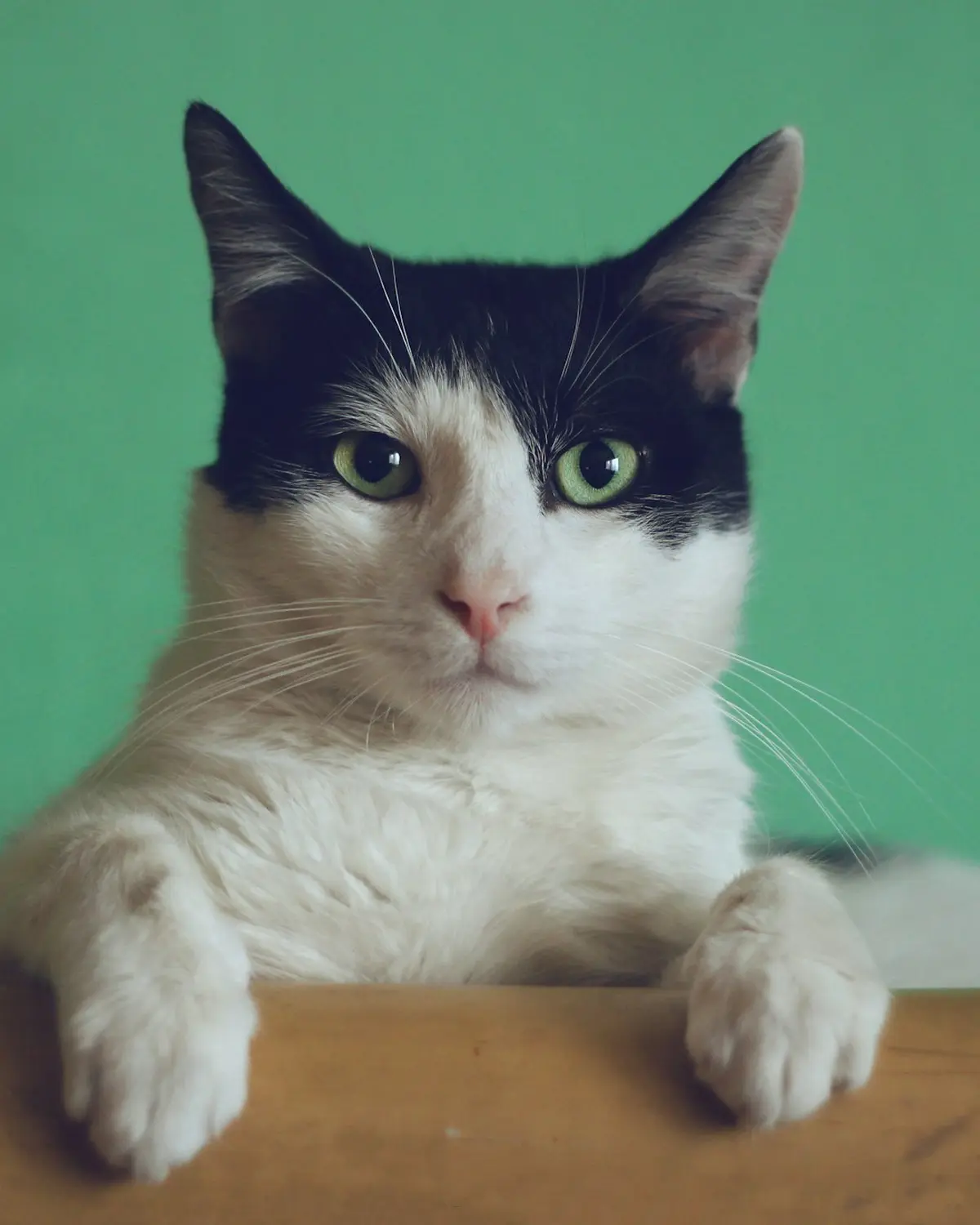 Gato asomándose sobre una mesa